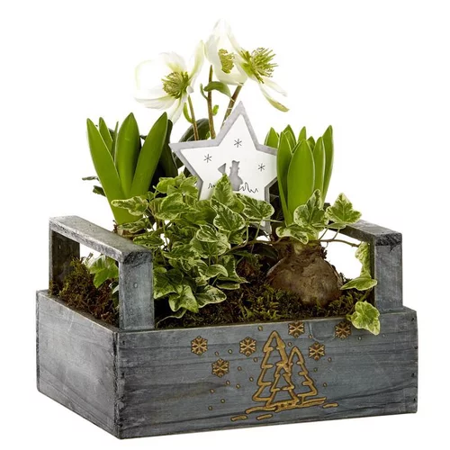Nature pour le jardin:Composition en caissette bois - La composition