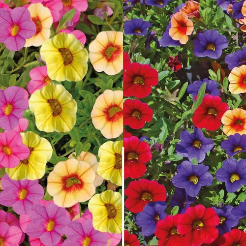 Vie extérieure：Calibrachoa duo - La barquette de 4 plants