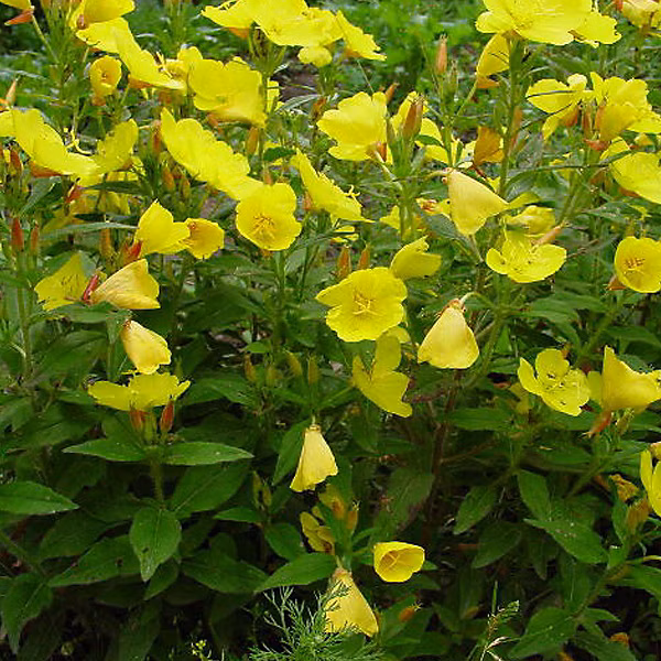 6 x Œnothère – Oenothera fruticosa 'Sonnenwende', godet 9cm x 9cm
