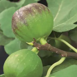 Pour profiter du jardin:Figuier Dalmatie Bio. Le pot de 15 litres, forme touffe
