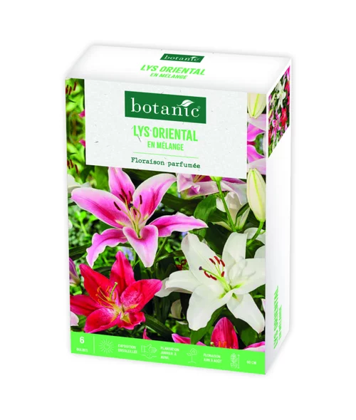 Pour la vie au jardin:Boite de bulbes de fleurs Lys oriental en mélange botanic® – 6 bulbes