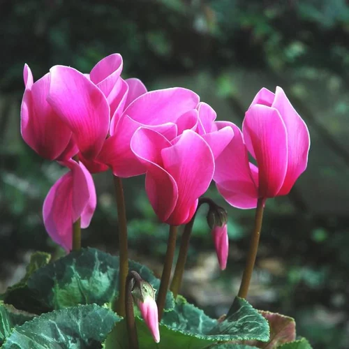 Pratique au jardin:Mini cyclamen - La coupe de Ø 27-28 cm