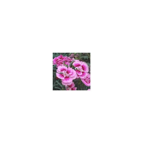 Jardin et équipement:Oeillet Nain - Le pack de 4 plants