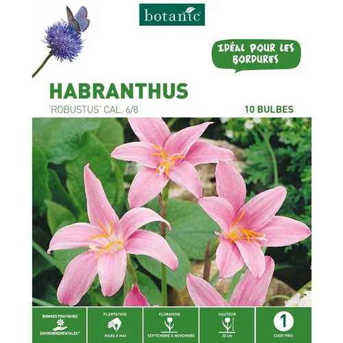 Solution extérieur:Habranthus Zephyranthes Robustus rose botanic® - 10 bulbes
