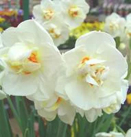 Sélection utile:Narcisse Paper White - Le pot de 10,5 cm