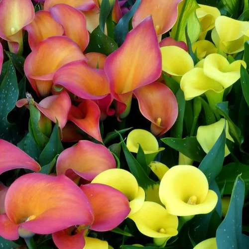 Extérieur plaisir：Arum à fleurs colorées - Le pot Ø 15 cm