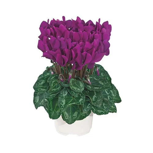 Moderne au jardin:Mini cyclamen violet fonce - Le pot de diamètre 10,5 cm