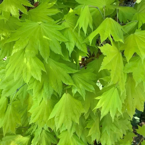Idée jardin：Érable du Japon Acer Shirasawanum Aureum Moon nain. Le pot de 5 litres