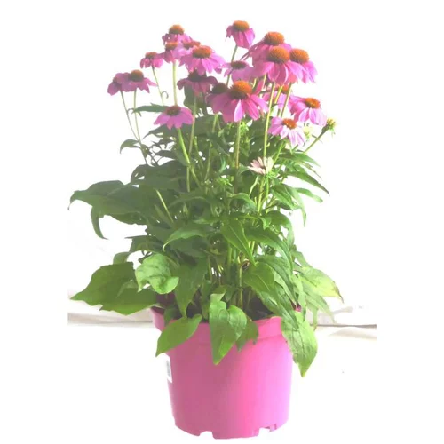 Jardin à organiser：Echinacea Purpurea - Le pot de 3 litres