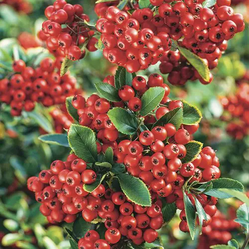 Extérieur nature：Buisson ardent Saphyr rouge® à baies rouges. Le pot de 7L