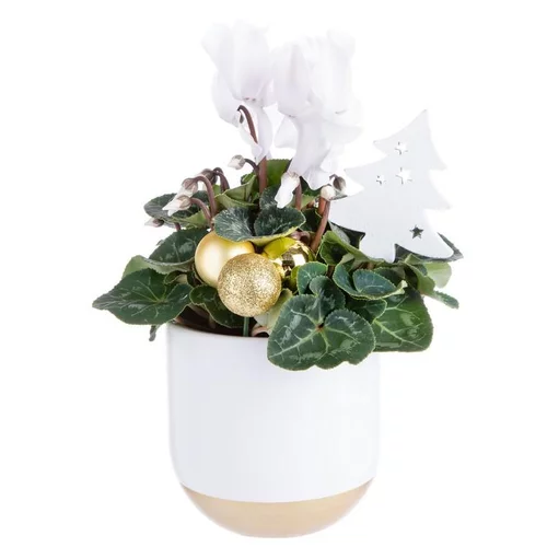 La solution pour votre jardin：Composition de Noël cyclamen multicolore pot en céramique