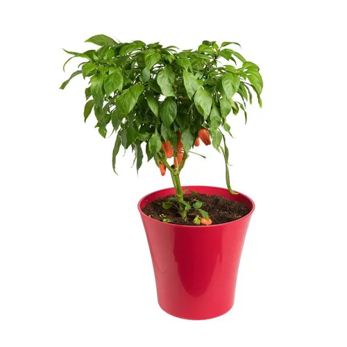 Pour tous vos projets extérieurs:Poivron Snakor® Orange Bio. Le pot de 2,5 litres