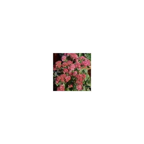 Pour faciliter la vie dehors:Sedum Spectabile - Le pot de 10,5 cm