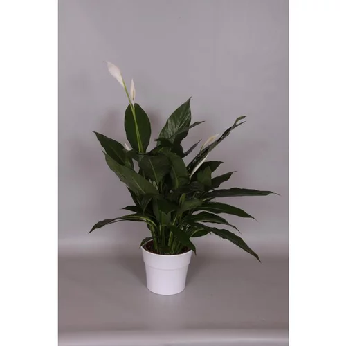 Confort dehors：Spathiphyllum Cupido 65 cm et cache-pot 17 cm