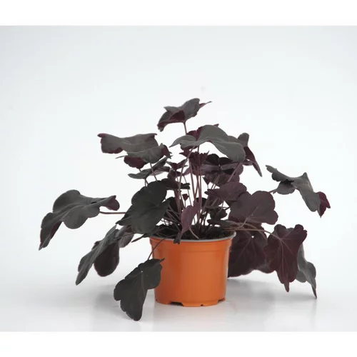 Une idée pratique pour l’extérieur:heuchère obsidian - Le pot diam 12 cm