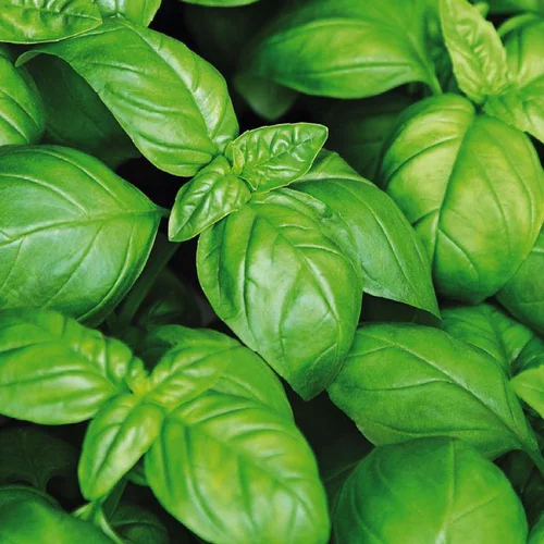 Extérieur moderne：Basilic Grand Vert Bio. Le pot de 2,5 litres