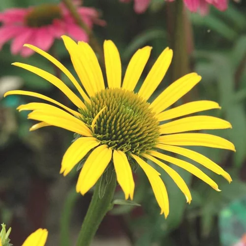 Conçu pour le jardin:Rudbeckie little goldstar jaune en pot de 2 L
