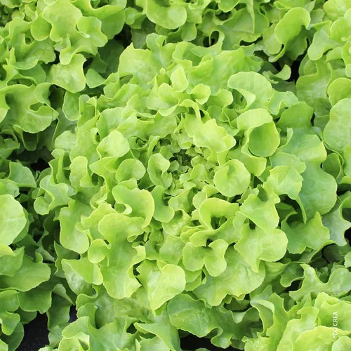 Jardin durable：Laitue Feuille De Chene Verte Bio. La barquette de 12 plants