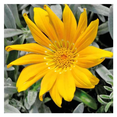 Pour mieux équiper vos extérieurs:Gazania jaune à feuillage gris - Le pot de 9 x 9 cm
