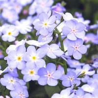Espace vert confort:Myosotis - La barquette de 6 plants
