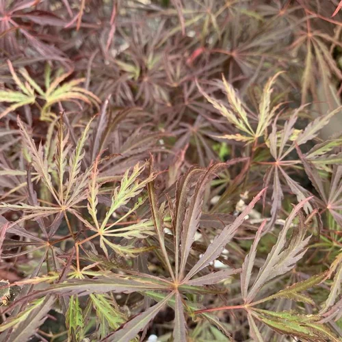 Côté jardin：Érable du Japon Dissectum Crimson Princess pourpre. Le pot de 5 litres