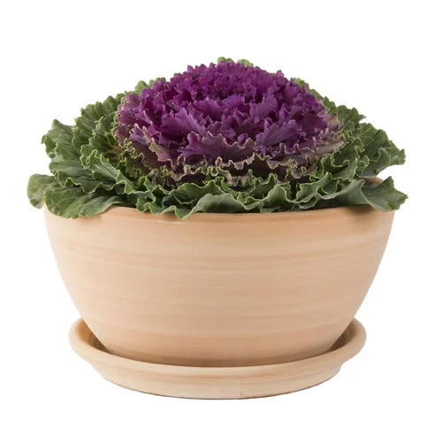 Pour plus de praticité au jardin:Coupe Cuenco lisse en terre cuite D30x H15