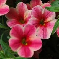 Une solution pour le jardin:Calibrachoa - La jardinière de 50 cm