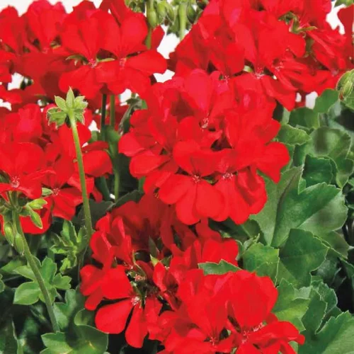 Un atout pour vos extérieurs:Géranium interspécifique Calliope à fleurs rouges - Le pot de 2 litres