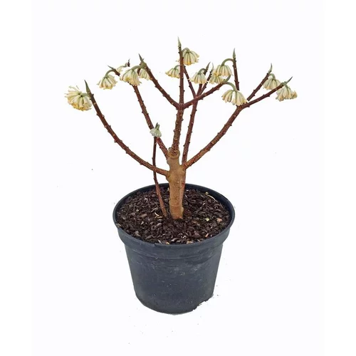 Tendance au jardin:Edgeworthia Chrysantha (Buisson papier) 60/80 en pot de 7,5 L jaune