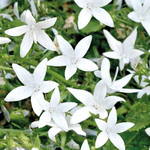 Jardin confort plus:Campanule Poscharskyana blanche - Le pot de 9 x 9 cm