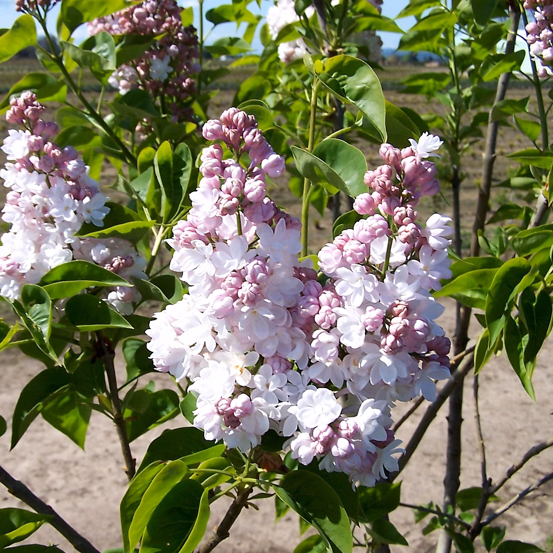 2 x Lilas commun – Syringa vulgaris 'Belle De Nancy' | 40 | 60 cm pot