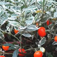 Bien au jardin：Pommier d'amour panaché - Le pot de 1 litre
