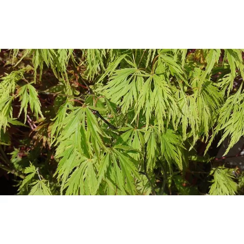 Pour tous les jardins:Erable du Japon (ACER PALMATUM DISSECTUM VIRIDIS ) Le pot de 110 litres