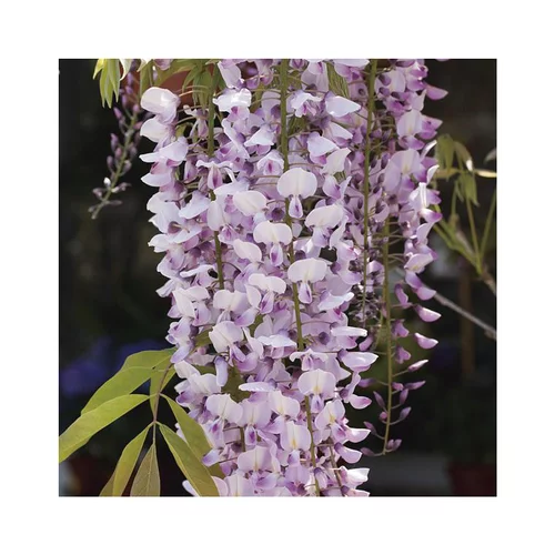 Pour vos projets extérieurs:Glycine FLORIBUNDA ROSEA. Le pot de 3 litres