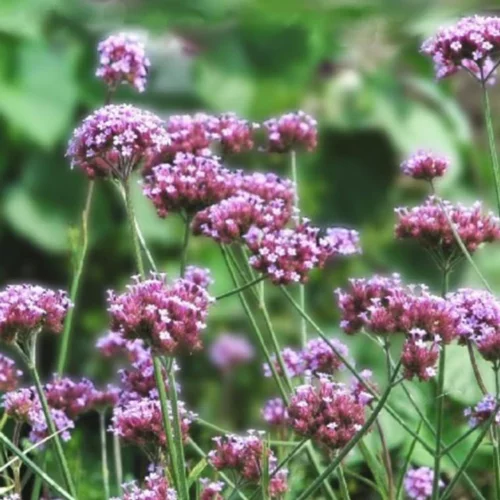 Sélection extérieur：Verbena Bonariensis Lollipop - Le pot de 3 litres