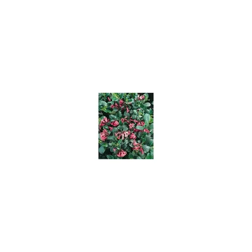 Jardin essentiel:Escallonia Macrantha rose en pot de 10 L