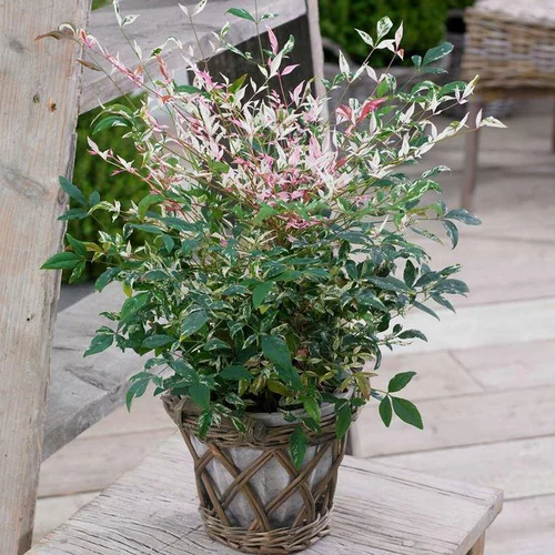 Votre jardin：Nandina Domestica Twilight en pot de 4 L
