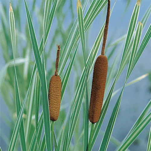 Pour aménager vos extérieurs:Typha latifolia variegata pot de 3 litres