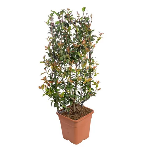 Pour améliorer votre jardin:Photinia Fraseri Red Robin palissé en pot de 18 L rouge