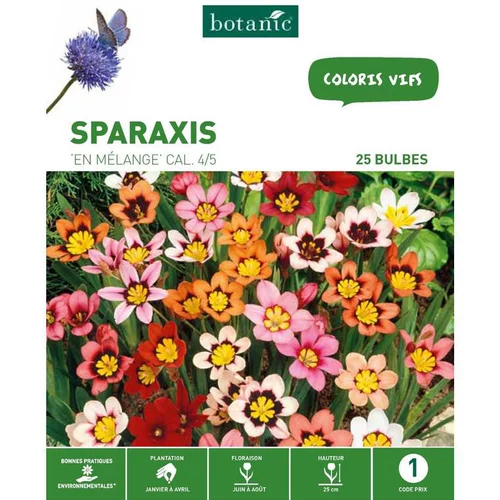 Bien dehors：Sparaxis Mélange botanic® - 25 bulbes