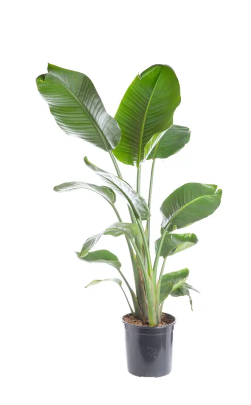 Solution simple:Oiseau de paradis vert. Le pot Ø 24 cm