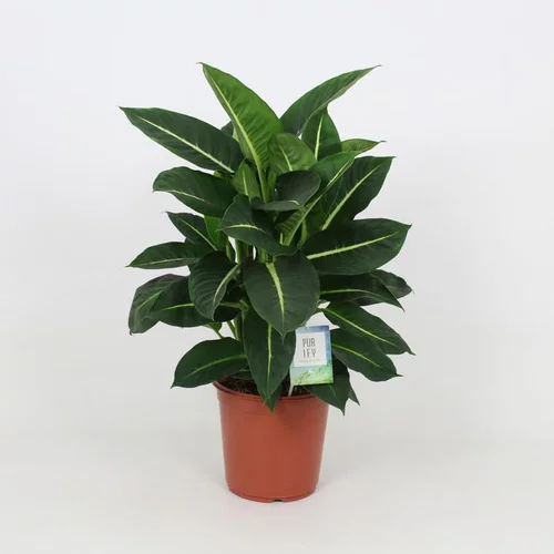 Le bon choix pour le jardin:Dieffenbachia Green Magic pot Ø27xH90 cm