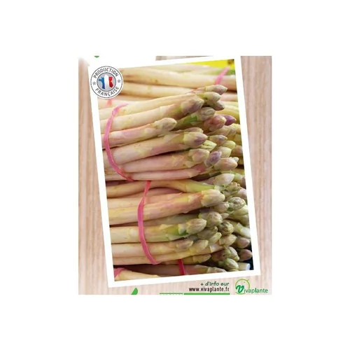 Une solution pour le jardin:Asperge Verte Voltaire Bio. Le filet de 12 griffes