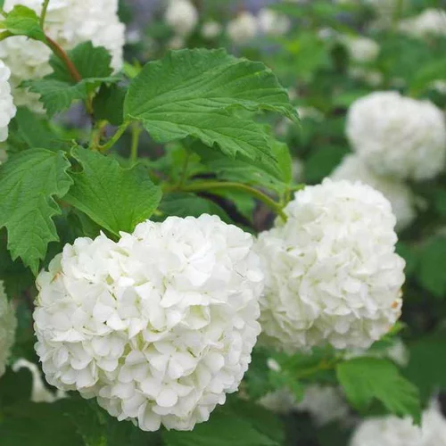 Choix extérieur：Viburnum Opulus Roseum - Pot de 15L