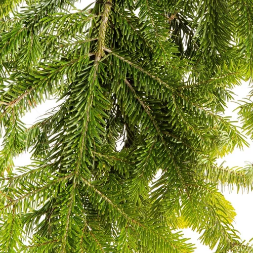 Le bon choix pour l’extérieur：Bouquet de 4 branches de sapin Nordmann vert pour décoration de Noël