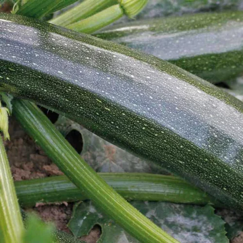 Loisirs au jardin:Courgette. La barquette de 4 plants