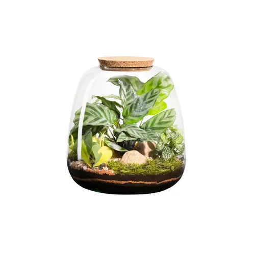 Extérieur loisirs:Terrarium autonome botanic® Moly Mix - Taille L Ø 23,5 cm H 25 cm