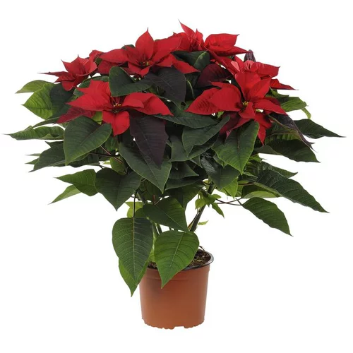 Accessoire au jardin:Poinsettia rouge en pot Ø 17 cm
