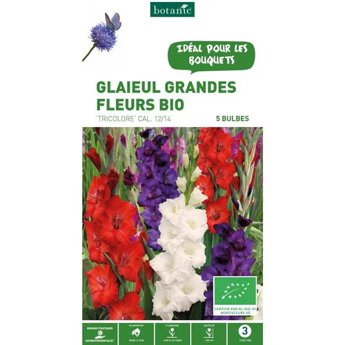 Le choix pour le jardin：Glaïeul à grandes fleurs tricolore bleu, blanc, rouge bio botanic® - 5 bulbes