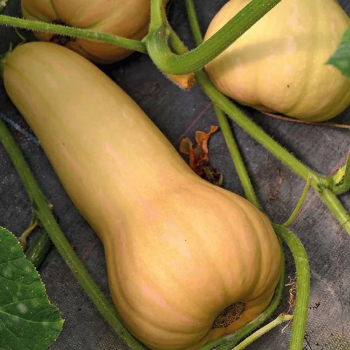 Pour tous les jours:Courge Longue De Nice Bio. Le pot de 10,5 cm